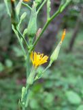 Lactuca quercina