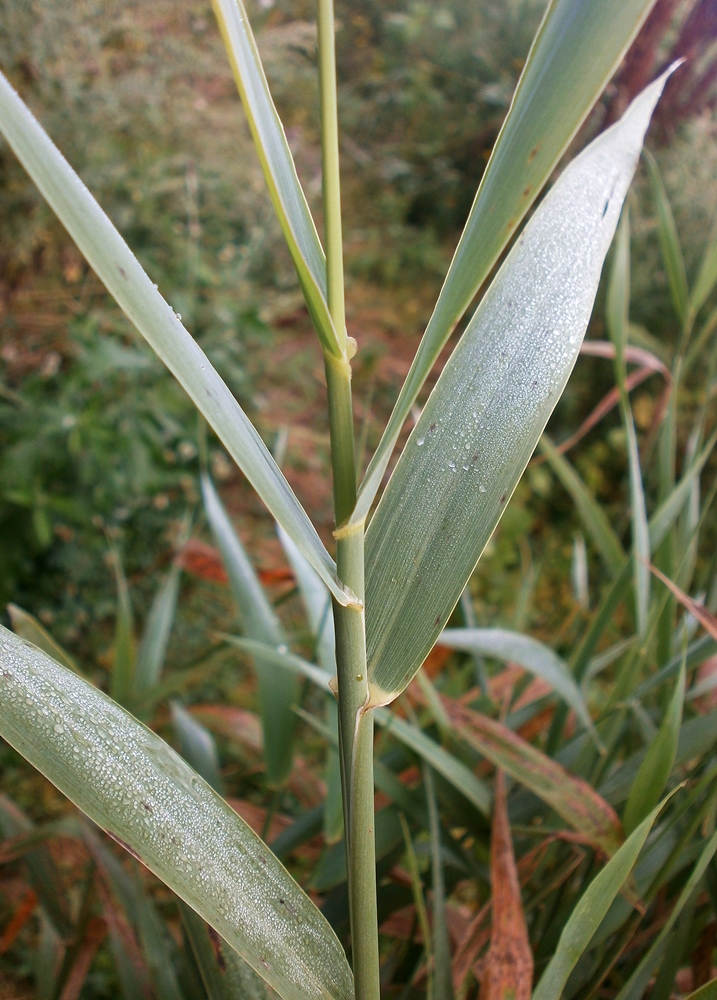 Изображение особи Phalaroides arundinacea.