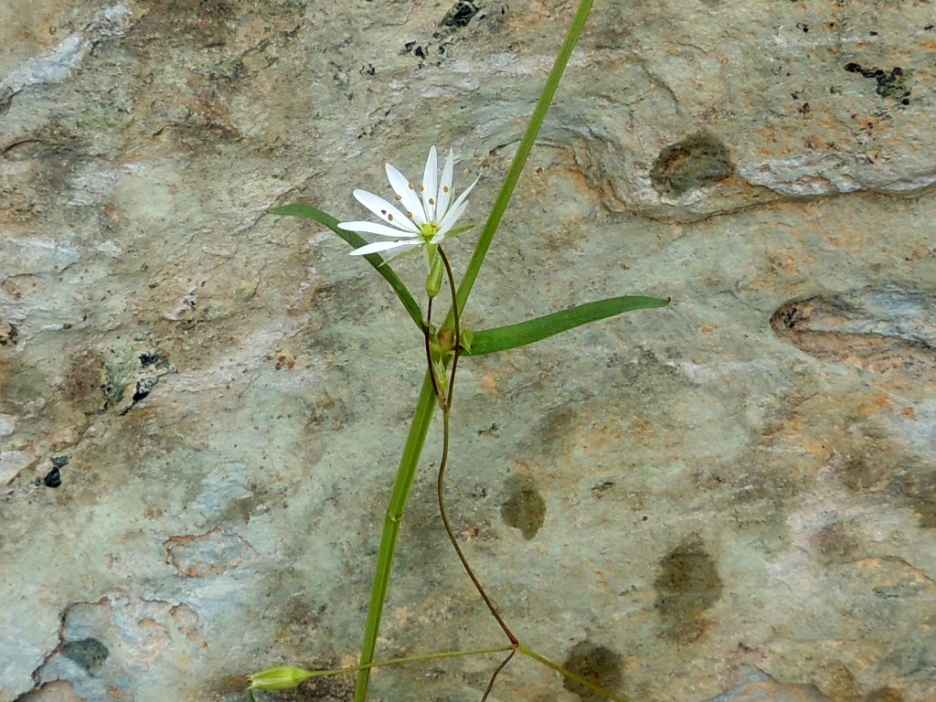 Image of Stellaria longifolia specimen.