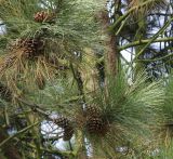 Pinus ponderosa