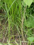 Carex brizoides. Короткие стебли вегетативных побегов видны, если поднять лежащие листья. Ленинградская обл., Тосненский р-н, окр. Тосно, луг на опушке. 13.07.2009.