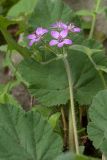 Erodium malacoides