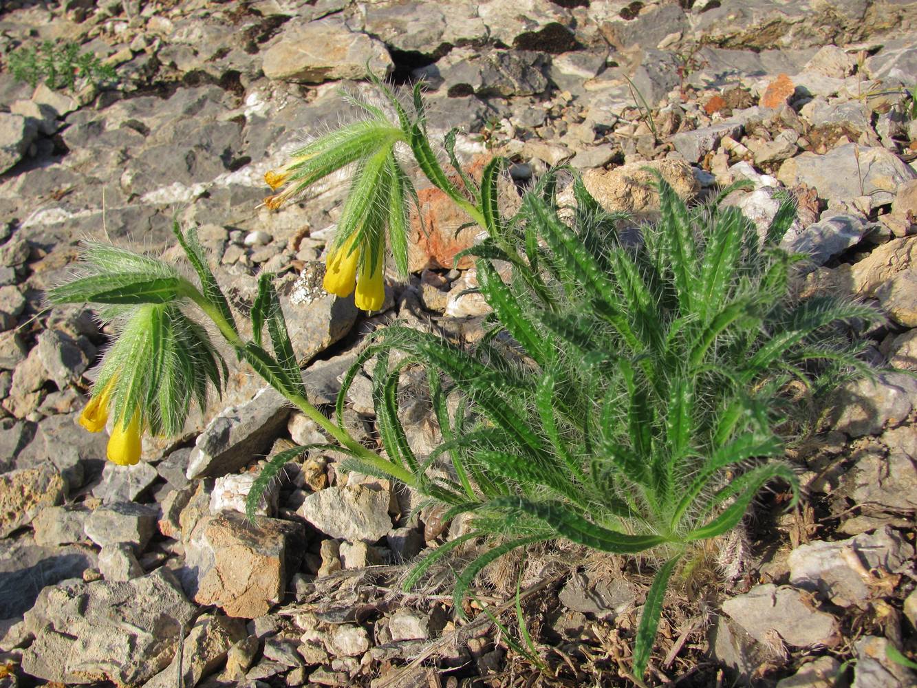 Изображение особи Onosma irritans.