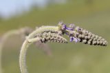 Salvia nutans. Распускающееся соцветие. Украина, Днепропетровская обл., Криворожский р-н, окр. с. Широкое и с. Вольный Табор, склон балки, степь. 17.05.2015.