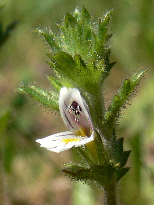 Изображение особи Euphrasia hirtella.