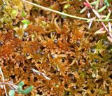 Sphagnum subfulvum. Покров из спороносящих растений. Архангельская обл., Приморский р-н, ур. Куртяево, небольшое открытое мезоолиготрофное сфагновое болотце. 20.08.2007.