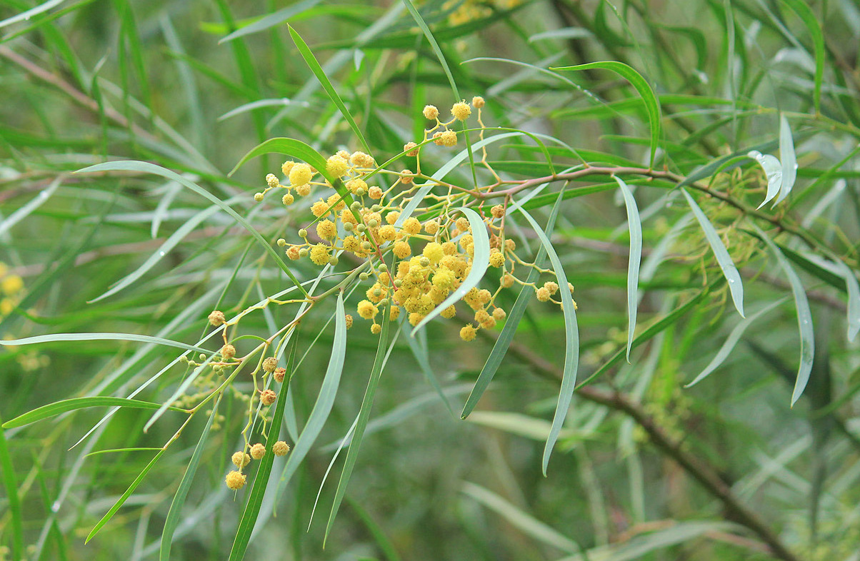 Изображение особи Acacia retinodes.