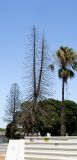 Araucaria heterophylla. Сухое дерево на строительной площадке. Израиль, Шарон, пос. Кфар Шмариягу. 05.07.2015.