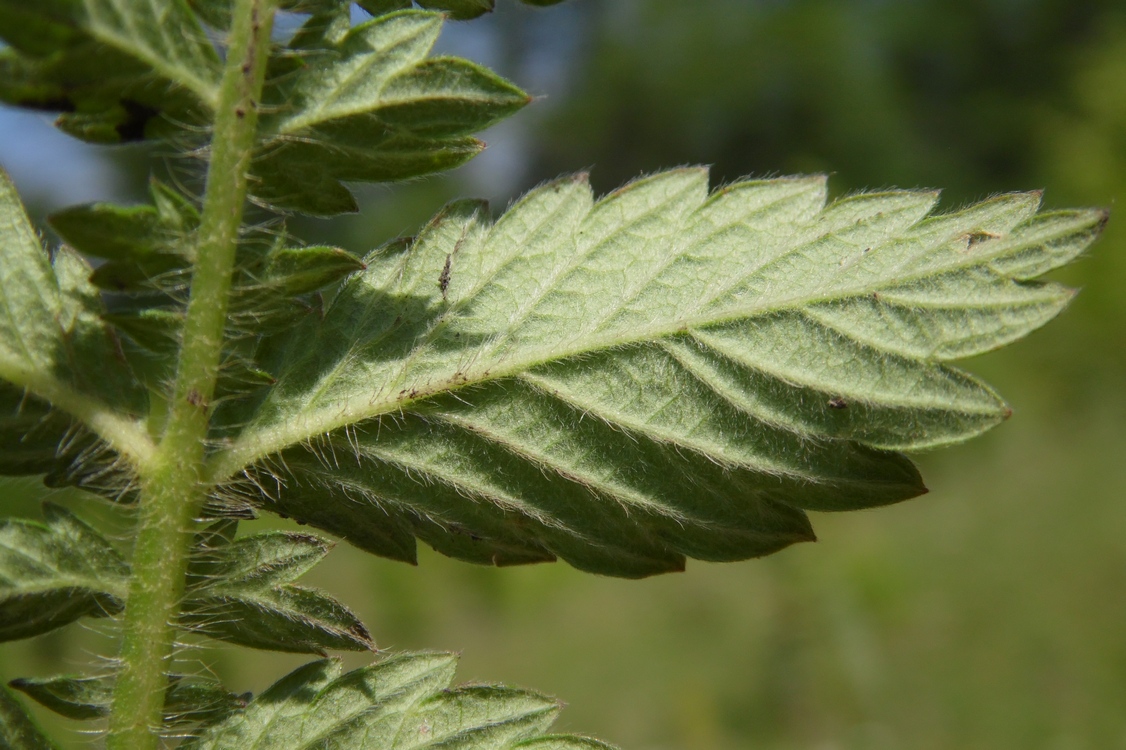 Изображение особи Agrimonia eupatoria.