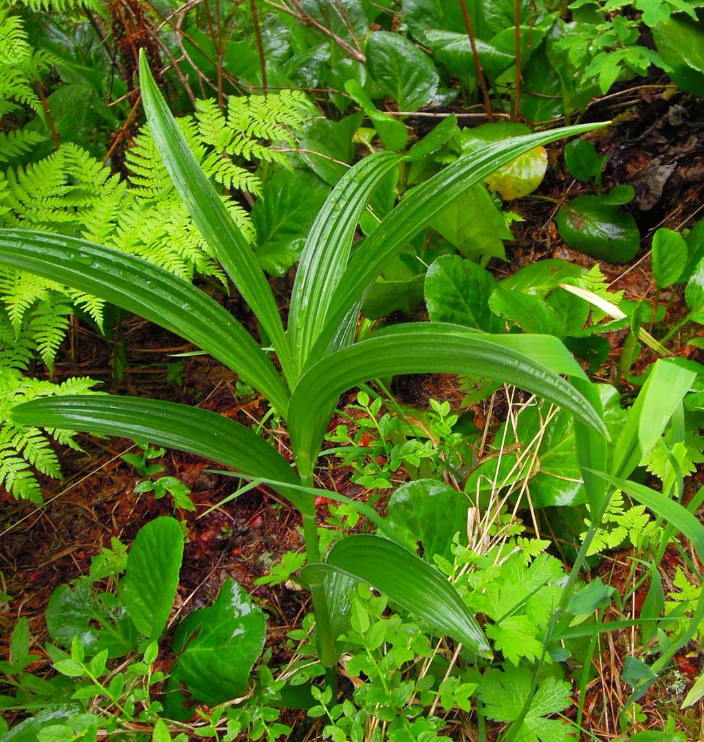 Изображение особи Veratrum lobelianum.