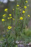 Erysimum hieraciifolium