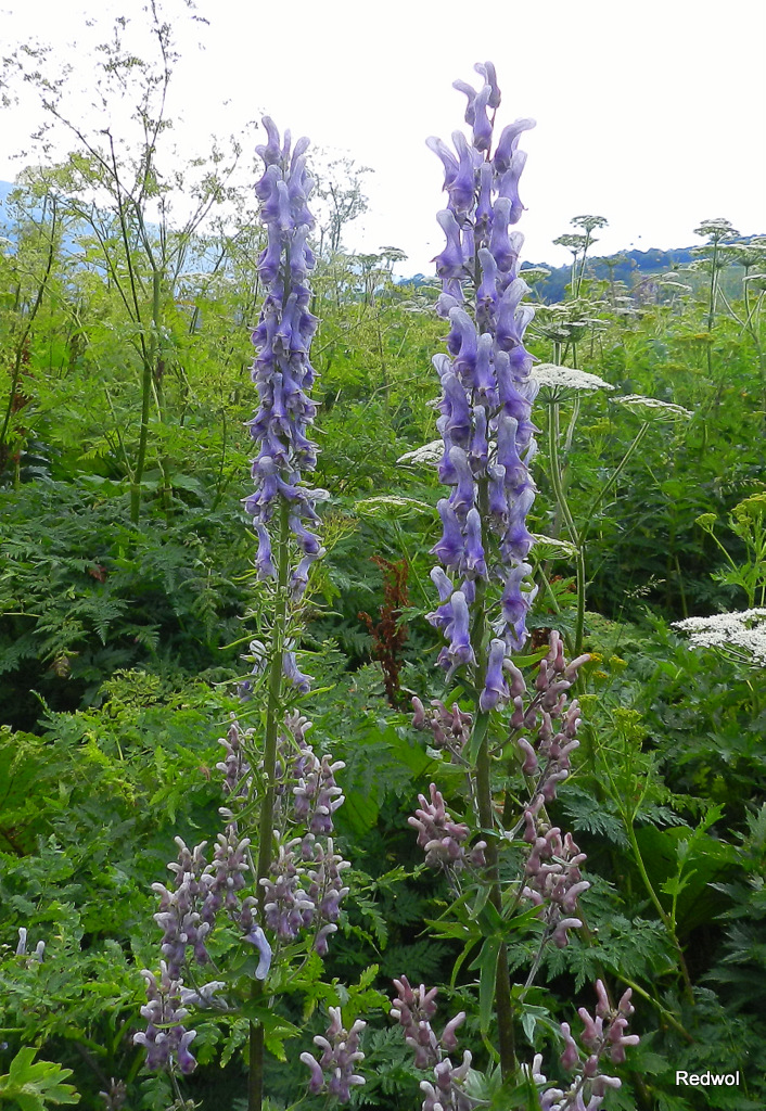 Изображение особи Aconitum orientale.