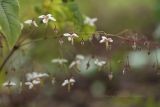 Epimedium dolichostemon