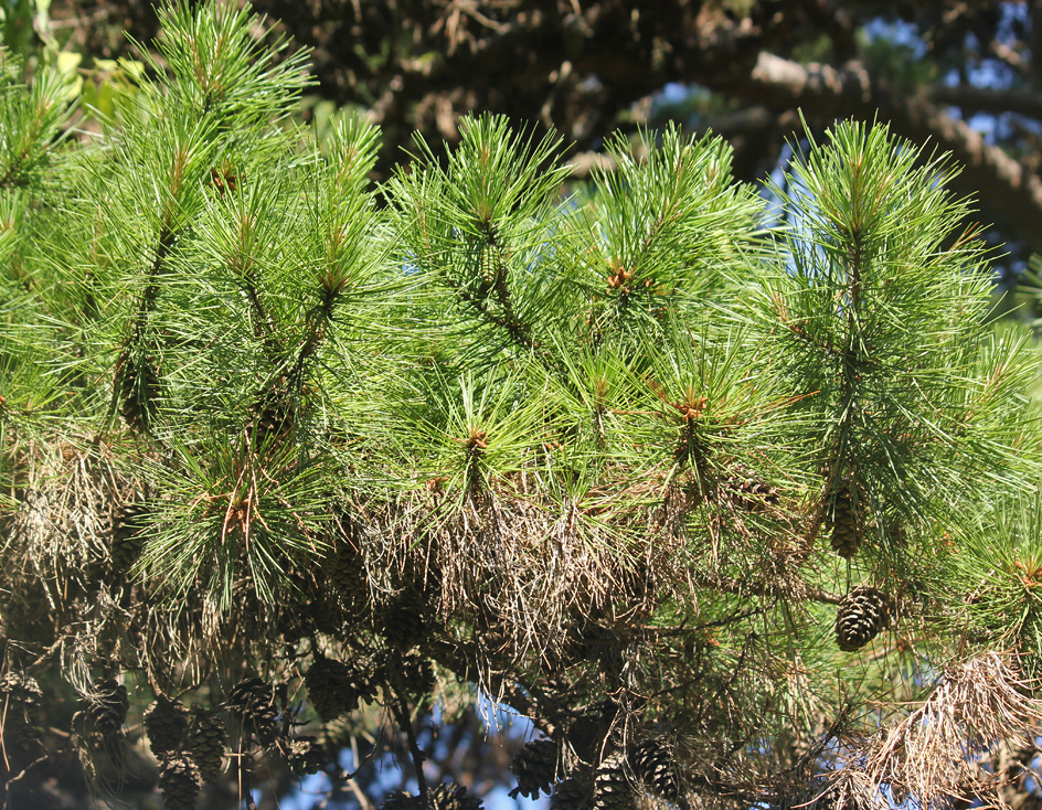 Изображение особи Pinus echinata.