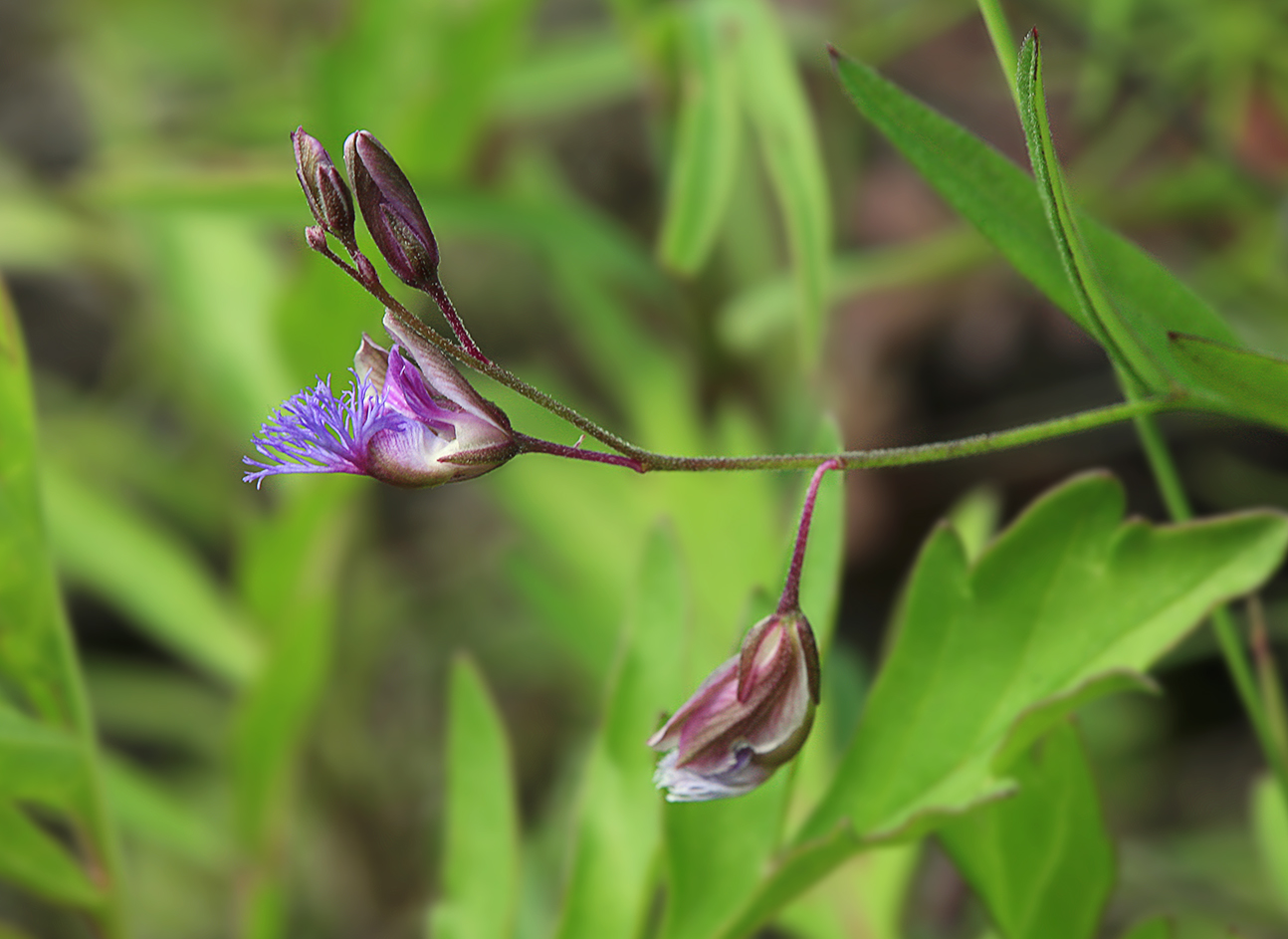 Image of Polygala sibirica specimen.