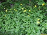 Doronicum austriacum