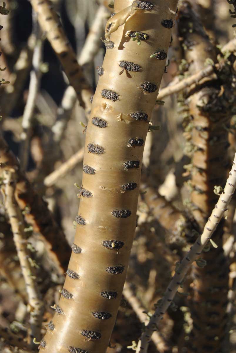 Изображение особи Ceraria namaquensis.