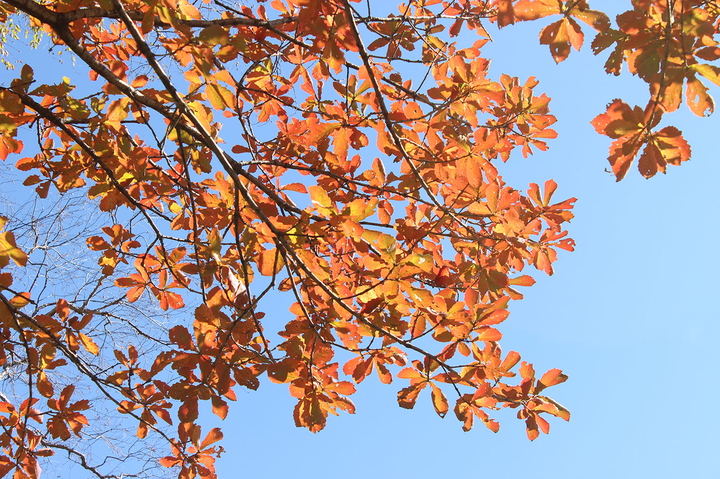 Изображение особи Quercus mongolica.