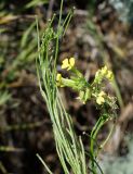 Erysimum canescens