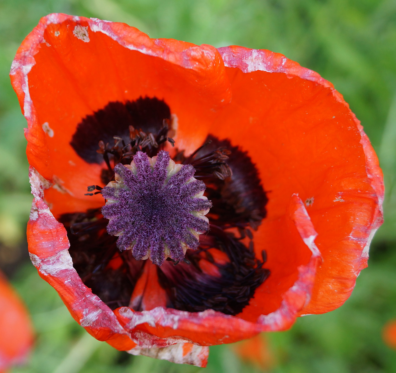 Изображение особи Papaver orientale.