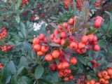 Pyracantha coccinea. Ветви с созревшими плодами. Турция, Анкара, территория Университета Билкента, у дороги, в культуре. 16.12.2017.