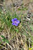 Geranium himalayense