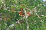 genus Ficus. Ветви с плодами. Малайзия, штат Сабах, склон горы Трас-Мади, выс. ок. 1300 м н.у.м тропический дождевой лес. 23.02.2013.