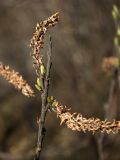 Salix hastata. Верхушка побега с распускающимся почками и остатками прошлогодних соплодий. Мурманская обл., Североморский р-н, окр. пос. Росляково. 17.05.2010.