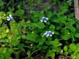 Lindernia rotundifolia. Верхушки цветущих растений. Малайзия, о-в Калимантан, г. Кучинг, у дороги. 12.05.2017.