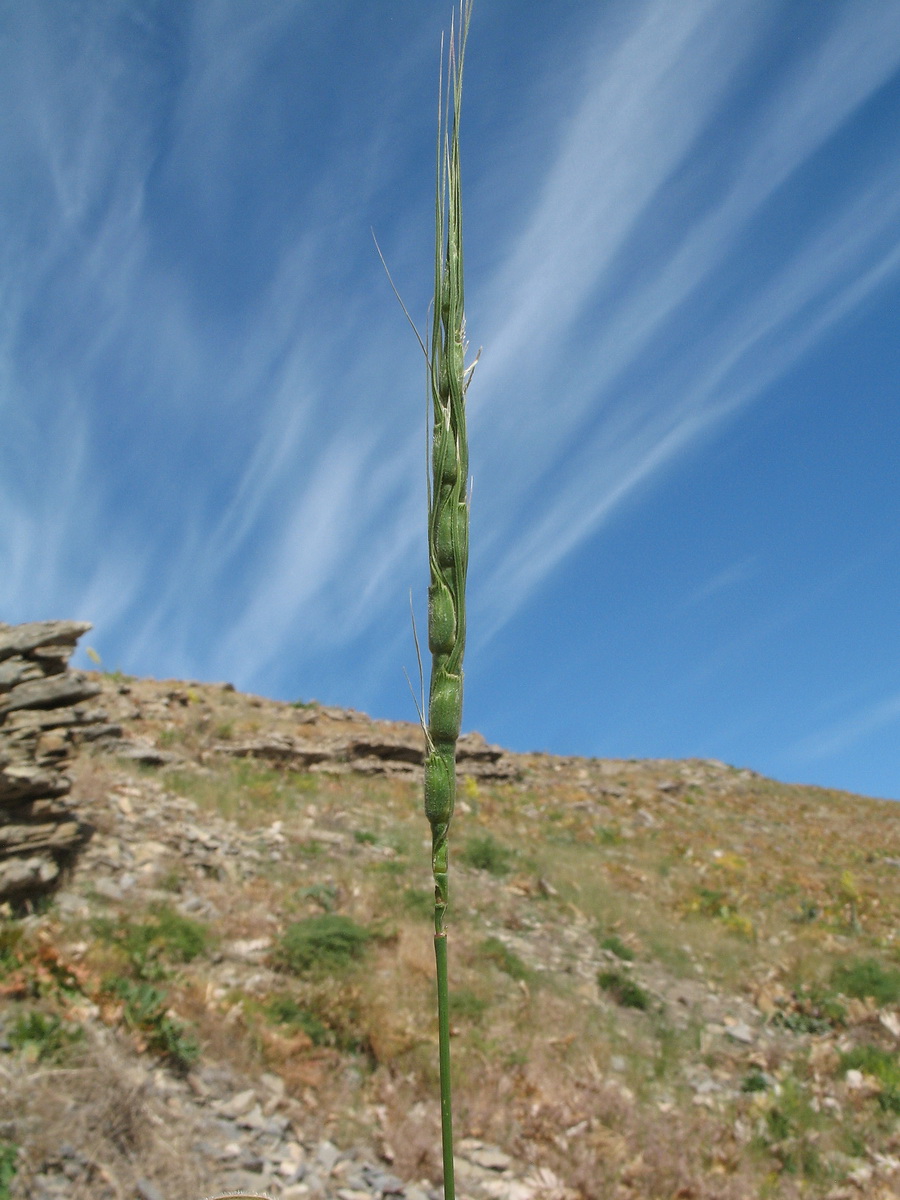 Изображение особи Aegilops crassa.