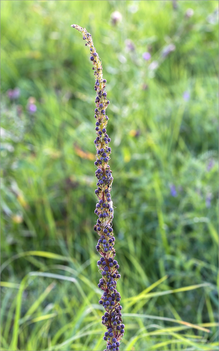 Изображение особи Verbascum nigrum.