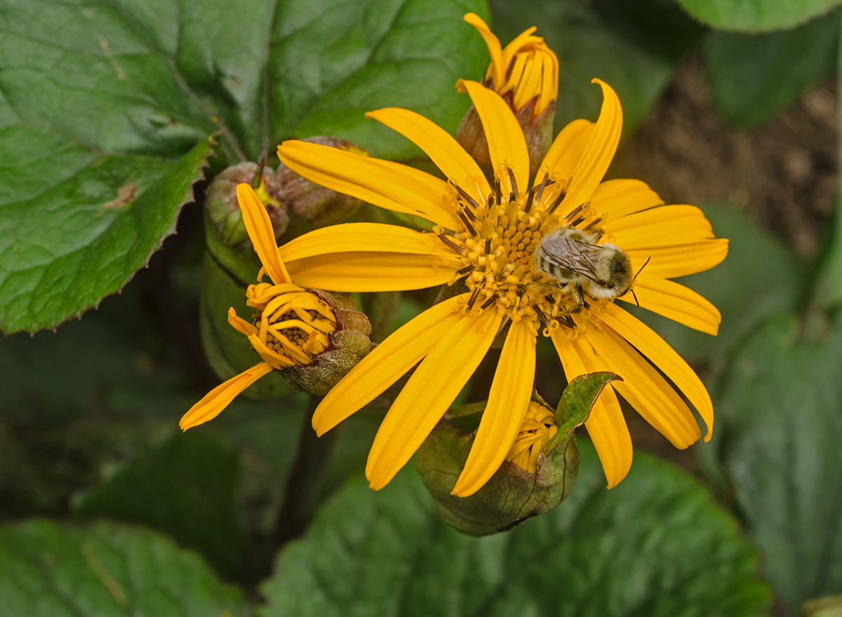 Изображение особи Ligularia dentata.