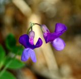 Lathyrus humilis. Соцветие. Хакасия, окр. с. Толчия 03.06.2010.