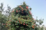 Campsis grandiflora