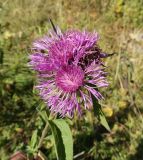 Centaurea alutacea. Верхушка побега с соцветиями. Карачаево-Черкесия, Малокарачаевский р-н, Хасаутский заказник, склон плато Бермамыт, луг. 13.09.2018.