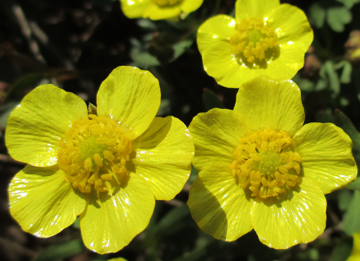 Изображение особи Ranunculus polyrhizos.