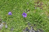 Campanula saxifraga