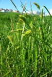 Carex vesicaria