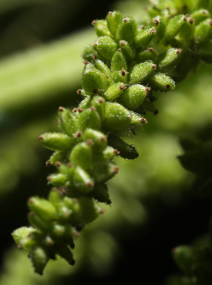 Изображение особи Urtica dioica.