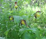 Cypripedium calceolus