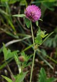 Trifolium pratense