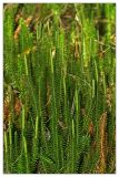 Lycopodium annotinum