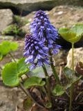 Synthyris platycarpa. Соцветия и листья. Великобритания, Шотландия, Эдинбург, Royal Botanic Garden Edinburgh, в культуре. 4 апреля 2008 г.