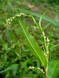 Persicaria hydropiper. Верхушка побега с соцветием и листом. Чувашия, окр. г. Шумерля, пойма р. Сура, оз. Щучья Лужа. 23 августа 2008 г.