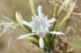 Pancratium maritimum