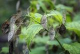 Lunaria rediviva. Верхушка плодоносящего растения. Санкт-Петербург, Ботанический сад БИН РАН, участок растений Северо-Запада. 09.09.2020.