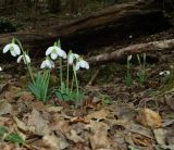 Galanthus plicatus. Цветущие растения. Крым, Бахчисарайский р-н, с.Большое Садовое, окр. Сюйреньской крепости, лиственный лес. 04.02.2021.