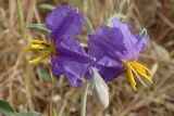 Solanum elaeagnifolium