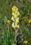 Linaria macroura