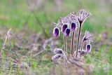 Pulsatilla pratensis